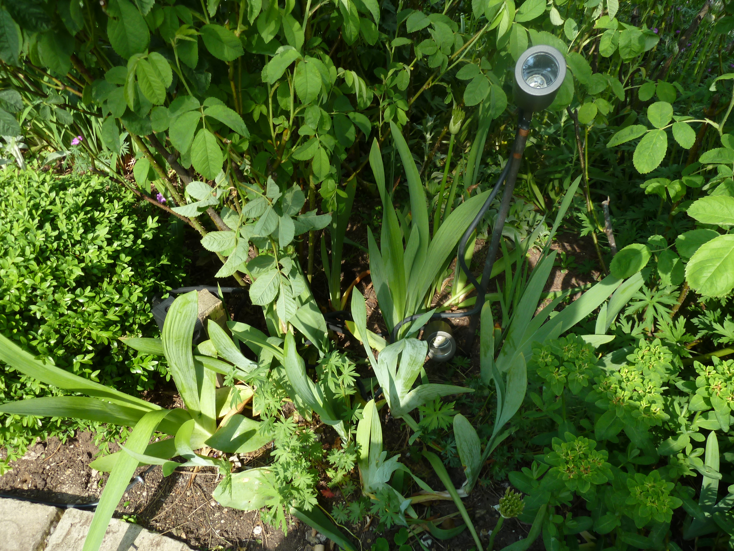 Different height lights in the shrubs