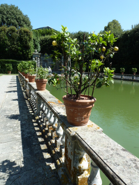 Palace dip pool with carp